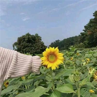 吃货宇宙手游下载